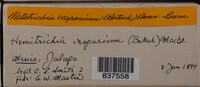 Metatrichia vesparium image